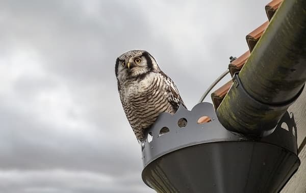 Tiere auf dem Dachboden