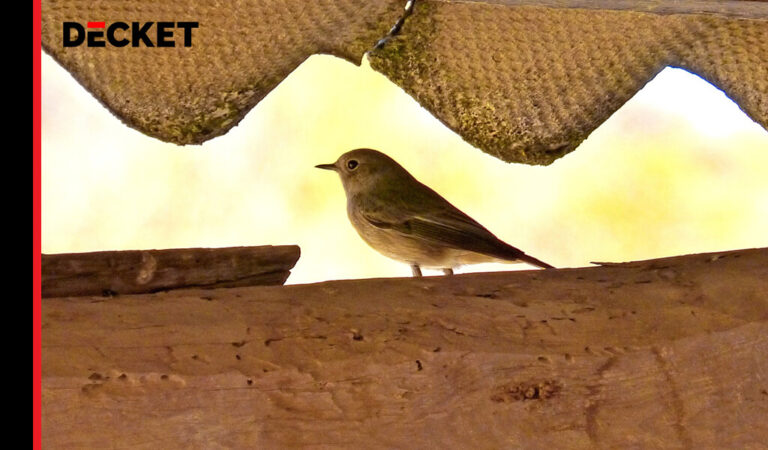 Tiere auf dem Dachboden was tun?